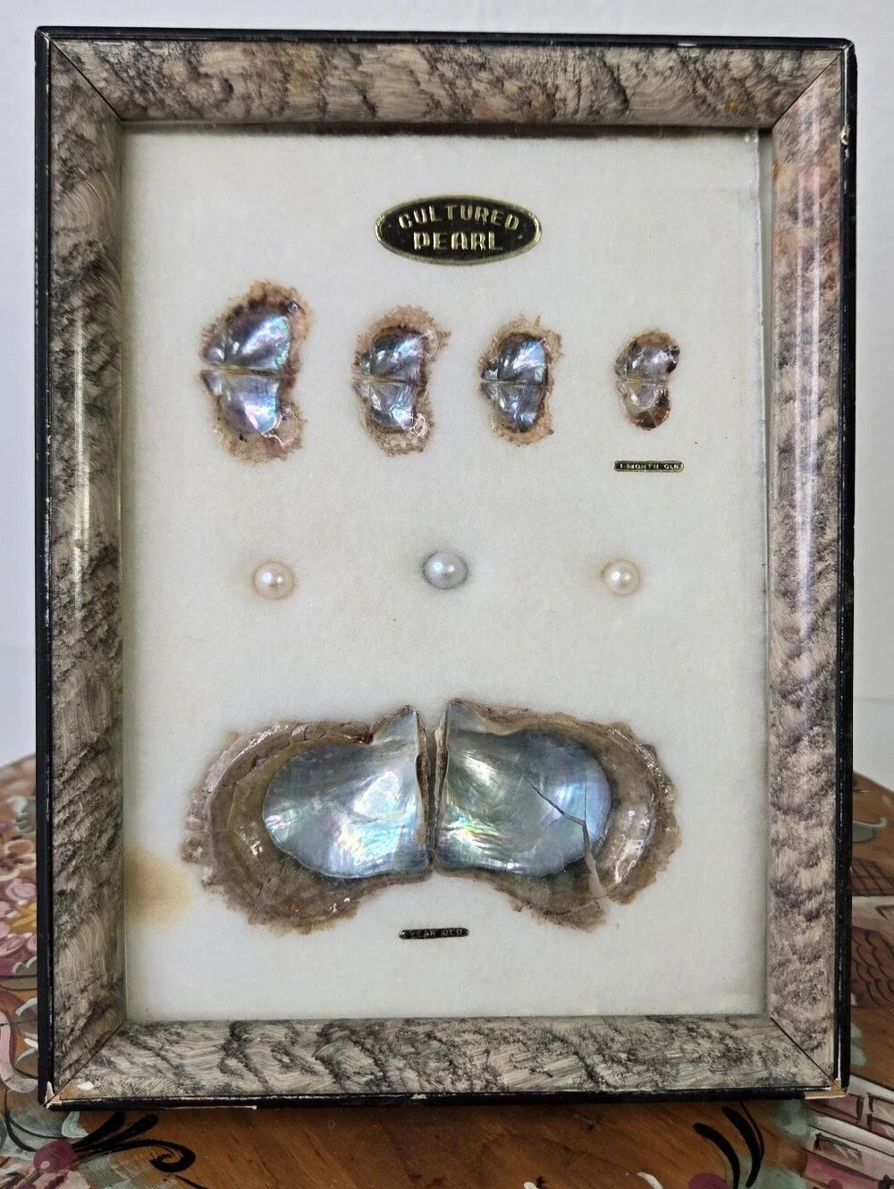 VTG 1970s Japanese Pearl Oyster Specimen Display Frame Cultured Pearl